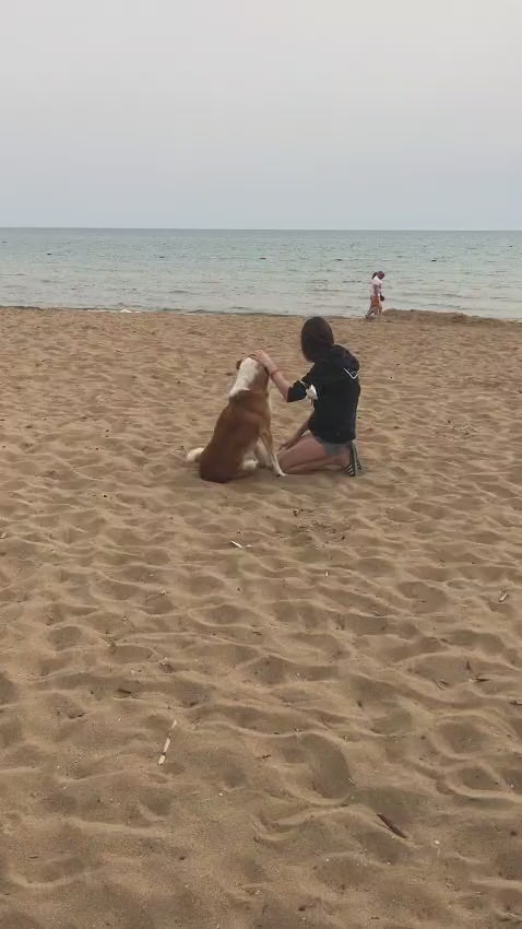 Načítať video: 
