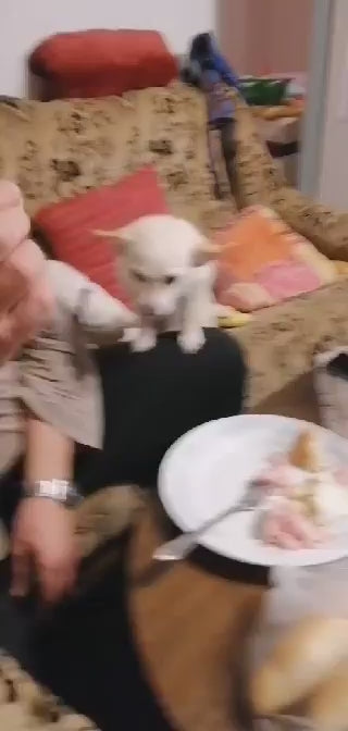 Načítať video: 